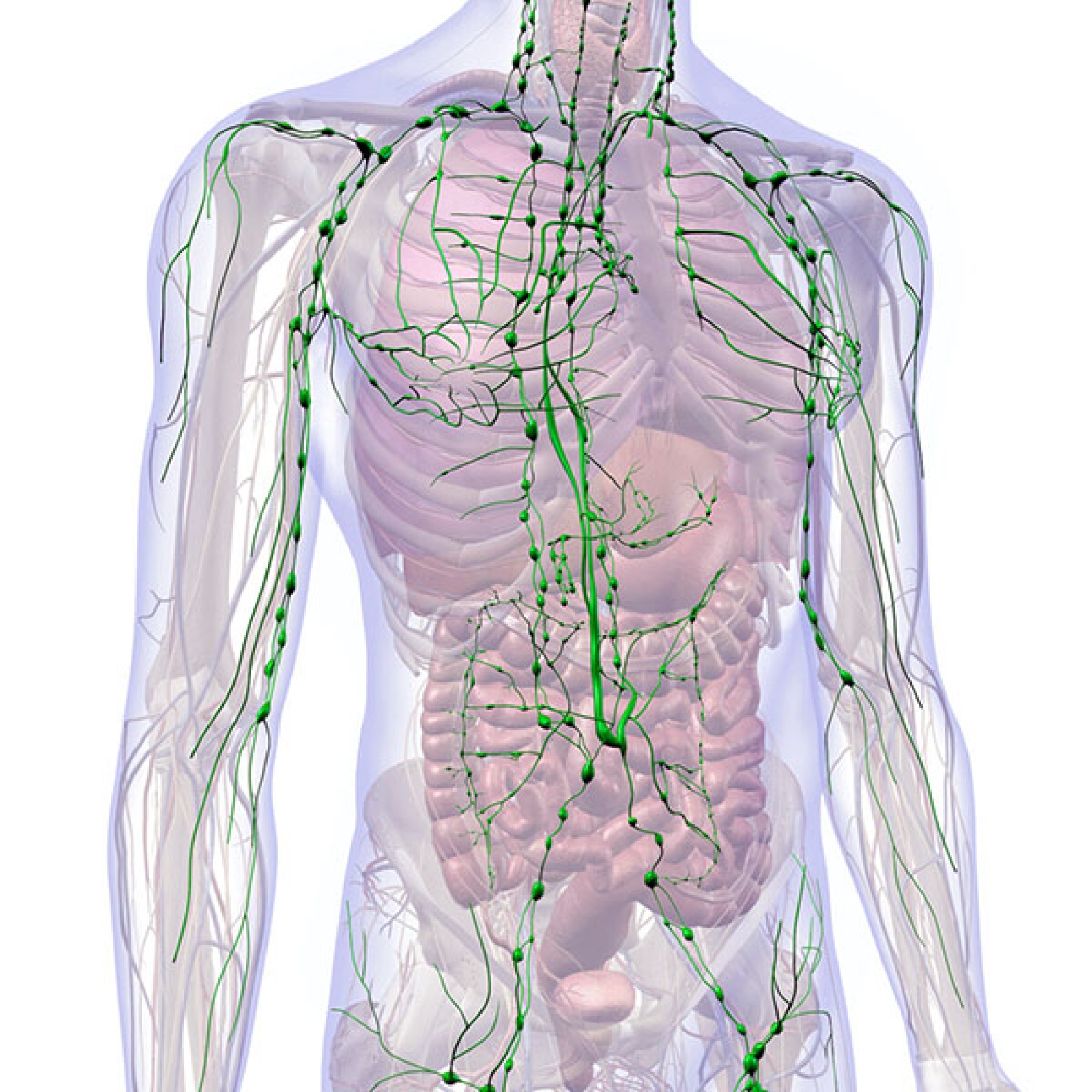 Lymphatic system structure and functions | AngioLife advice from a lymphologist
